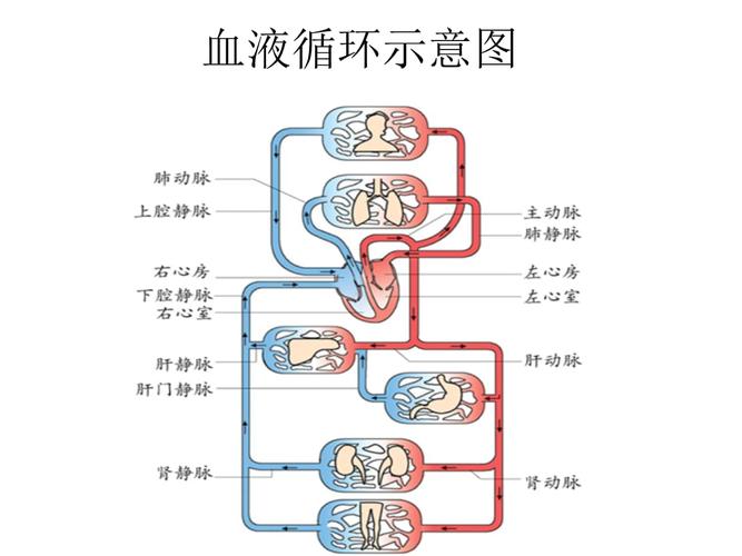 血液游一圈要多久（血液流动一圈）